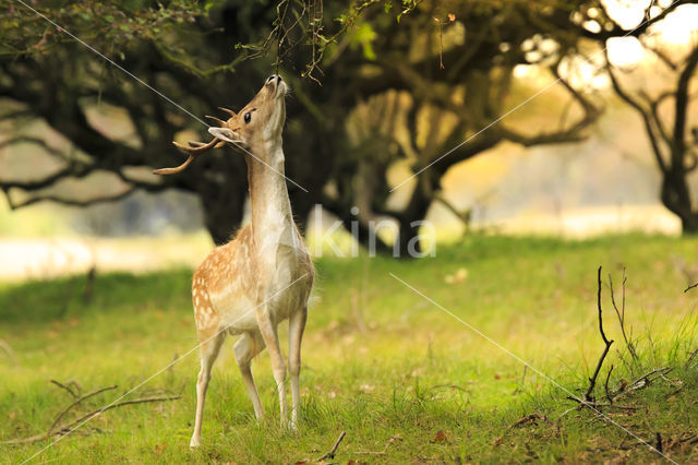 Fallow Deer (Dama dama)