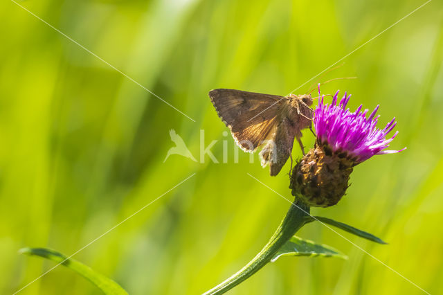 Gamma-uil (Autographa gamma)