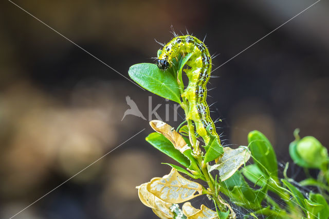 Buxusmot (Glyphodes perspectalis)