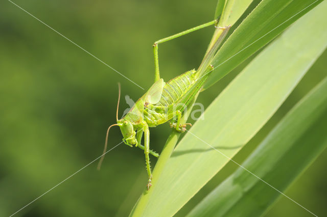 Grote groene sabelsprinkhaan (Tettigonia viridissima)