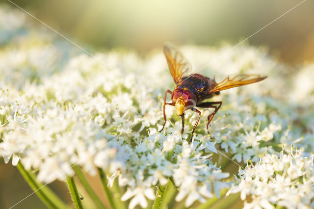 giant hoverfly (Volucella zonaria)