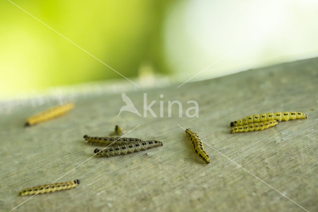 Vogelkersstippelmot (Yponomeuta evonymella)