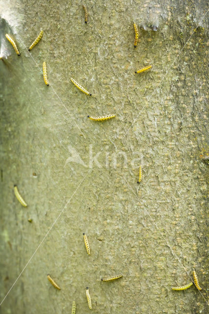 Vogelkersstippelmot (Yponomeuta evonymella)