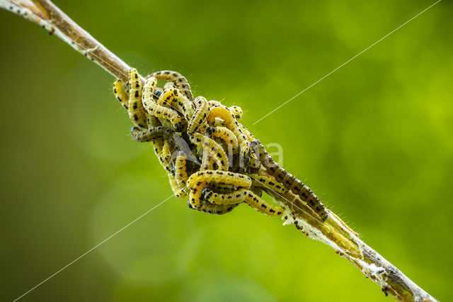 Vogelkersstippelmot (Yponomeuta evonymella)