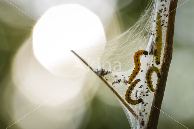 Vogelkersstippelmot (Yponomeuta evonymella)