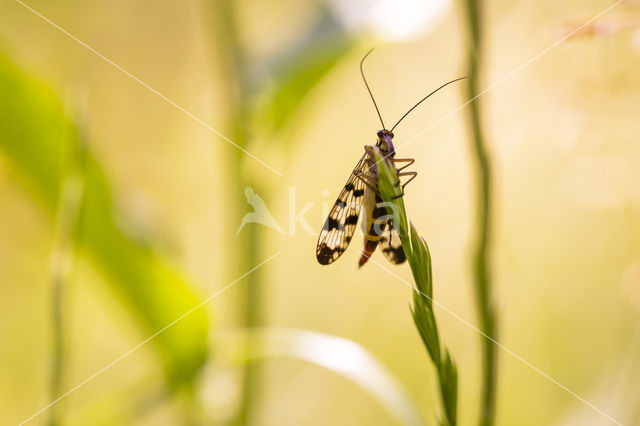 common scorpion fly (Panorpa communis)