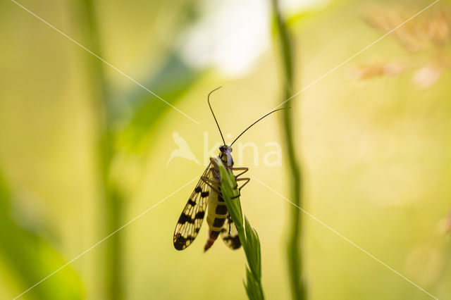 common scorpion fly (Panorpa communis)