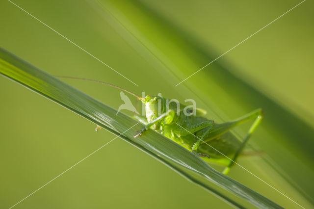 Grote groene sabelsprinkhaan (Tettigonia viridissima)