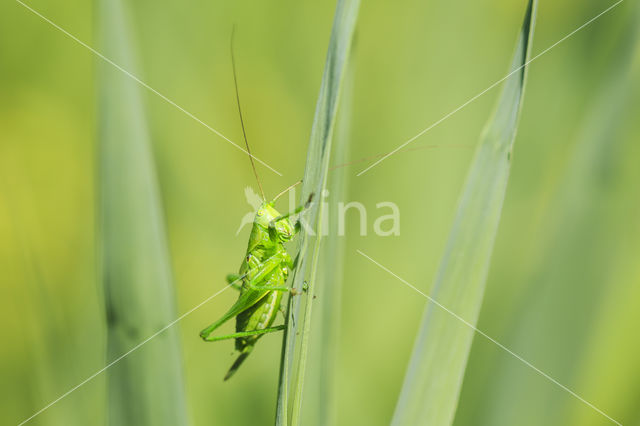 Great Green Bush-cricket (Tettigonia viridissima)