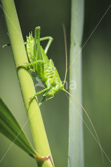 Great Green Bush-cricket (Tettigonia viridissima)