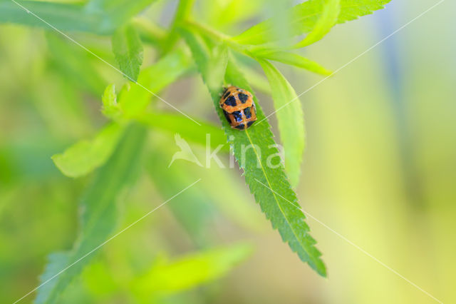 ladybird