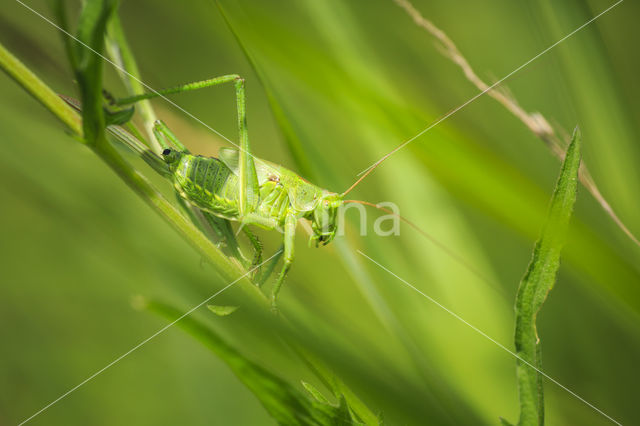 Great Green Bush-cricket (Tettigonia viridissima)