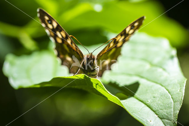 Speckled Wood (Pararge aegeria)