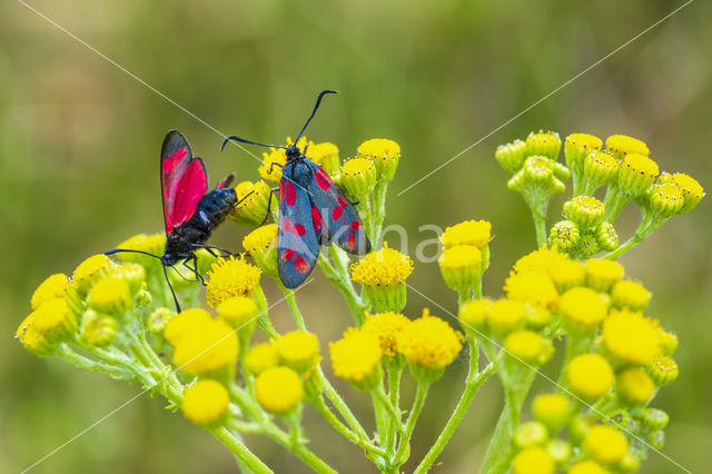 Sint-Jansvlinder (Zygaena filipendulae)