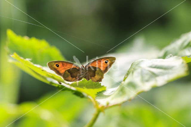 Meadow Brown (Maniola jurtina)