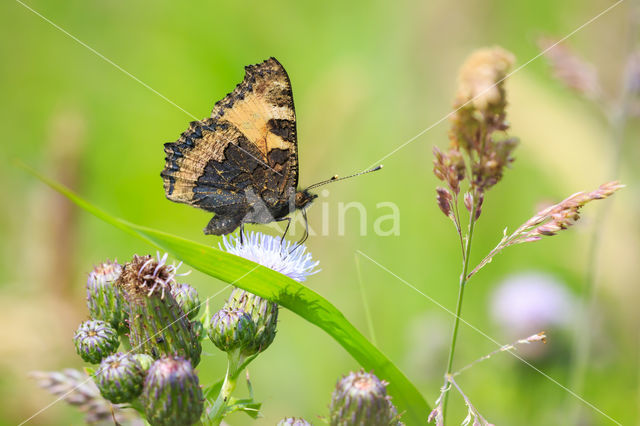 Kleine vos (Aglais urticae)