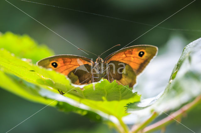 Meadow Brown (Maniola jurtina)