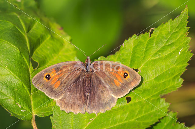 Meadow Brown (Maniola jurtina)