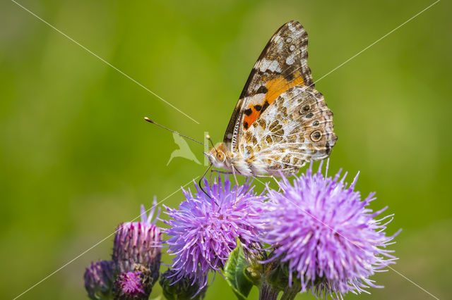 Distelvlinder (Vanessa cardui)