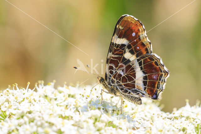 Landkaartje (Araschnia levana)