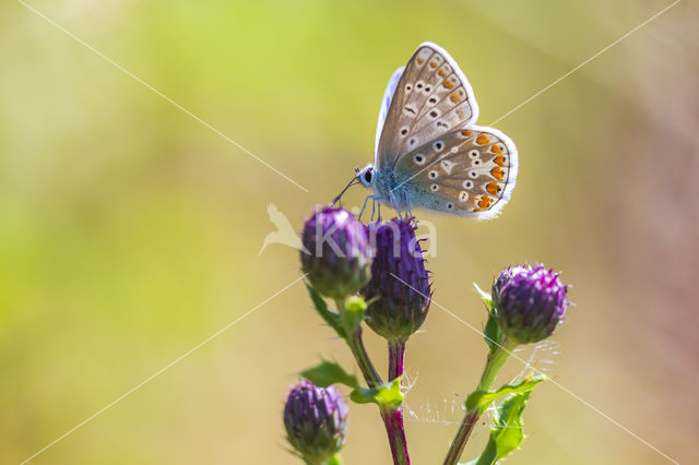 Common Blue (Polyommatus icarus)