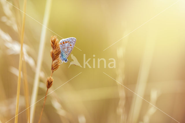 Common Blue (Polyommatus icarus)