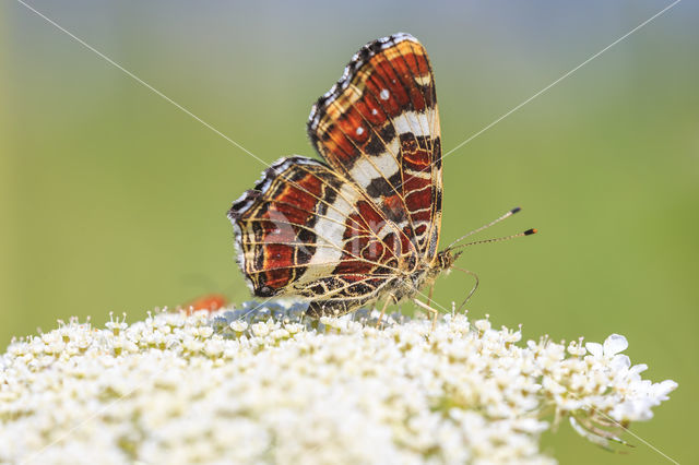 Landkaartje (Araschnia levana)