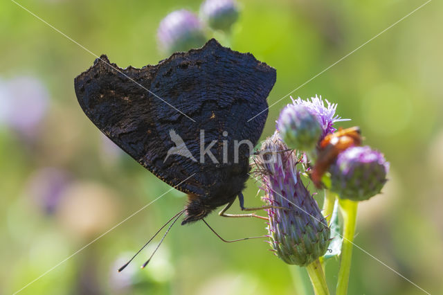 Peacock (Inachis io)