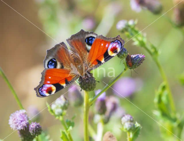 Peacock (Inachis io)