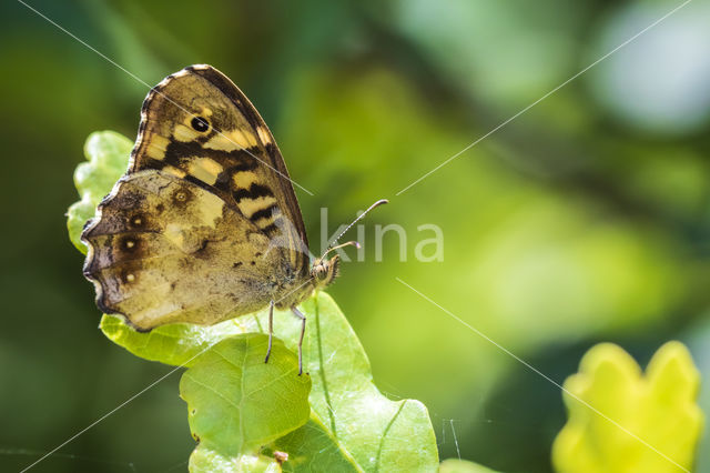 Speckled Wood (Pararge aegeria)