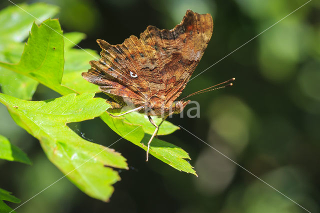 Comma (Polygonia c-album)