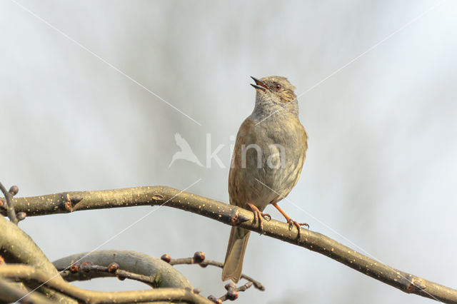 Heggemus (Prunella modularis)