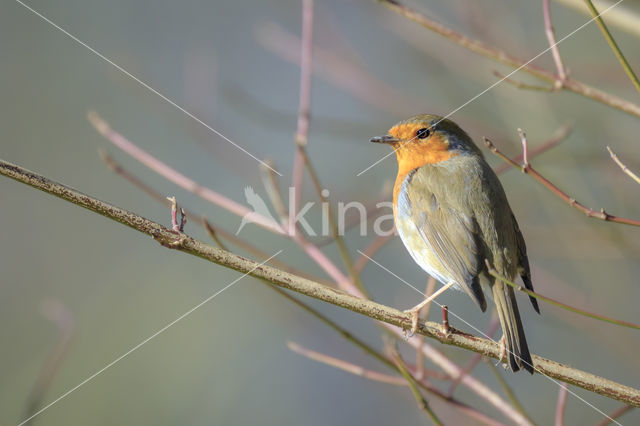 European Robin (Erithacus rubecula)