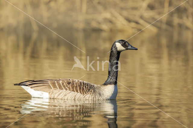 Canadese Gans (Branta canadensis)