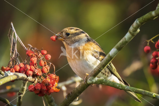 Brambling (Fringilla montifringilla)