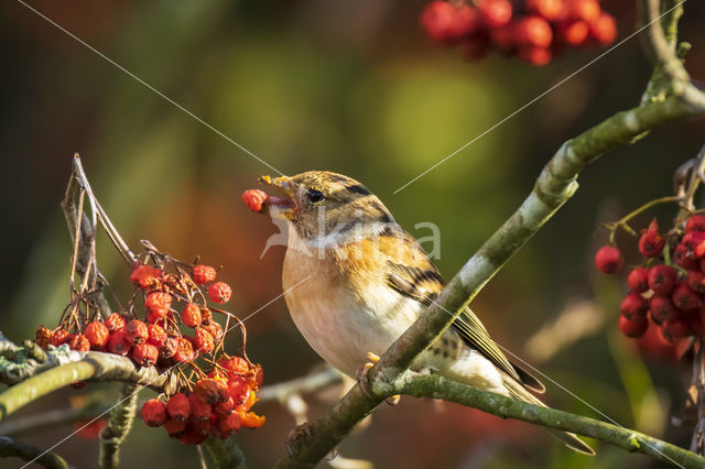 Brambling (Fringilla montifringilla)