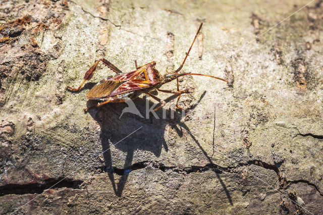 Western conifer seed bug (Leptoglossus occidentalis)