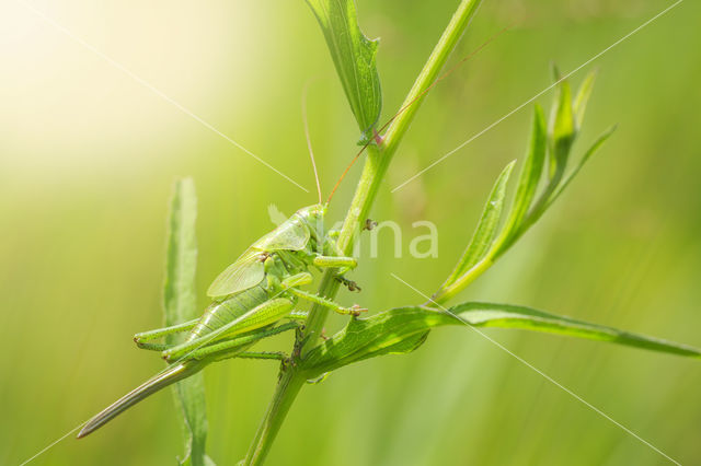 Grote groene sabelsprinkhaan (Tettigonia viridissima)