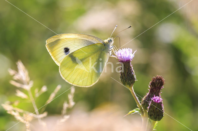 Klein koolwitje (Pieris rapae)