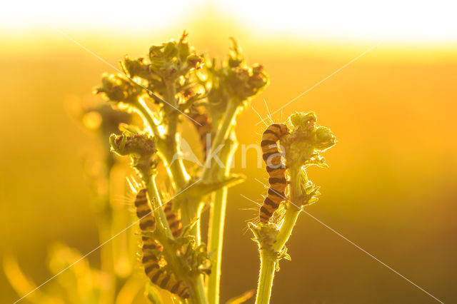 The Cinnabar (Tyria jacobaeae)