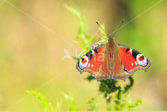 Peacock (Inachis io)