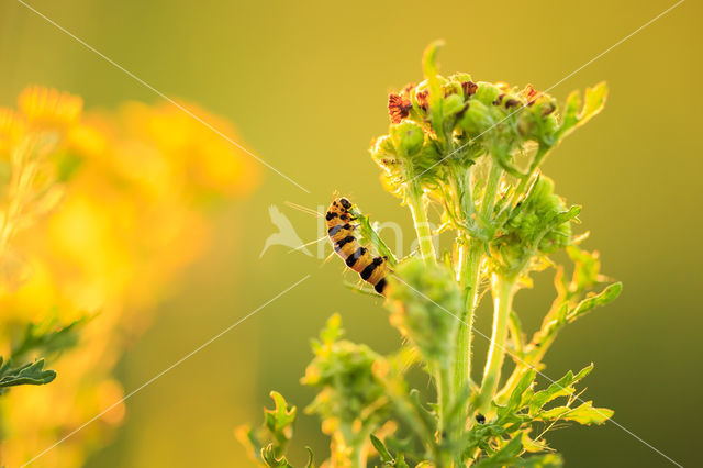 The Cinnabar (Tyria jacobaeae)