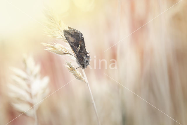 Silver Y (Autographa gamma)