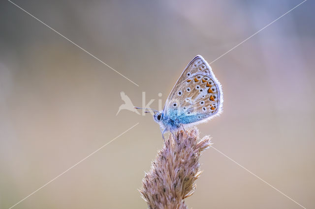 Common Blue (Polyommatus icarus)