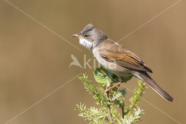 Greater Whitethroat (Sylvia communis)