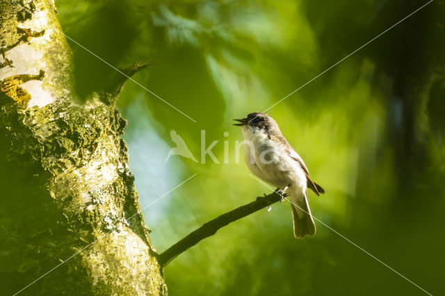 Bonte Vliegenvanger (Ficedula hypoleuca)