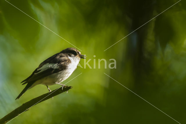 European Pied Flycatcher (Ficedula hypoleuca)