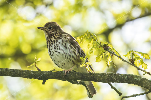 Song Thrush (Turdus philomelos)