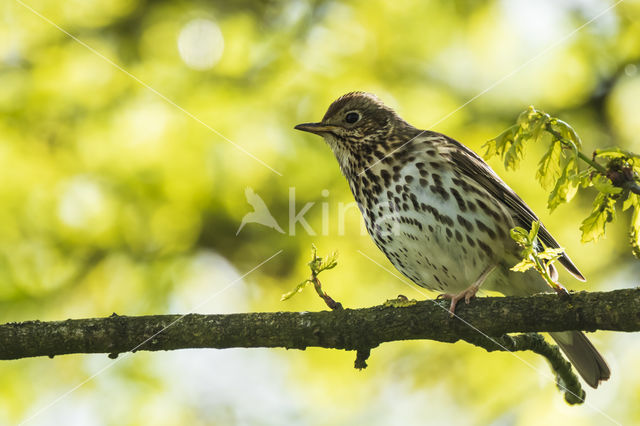 Zanglijster (Turdus philomelos)