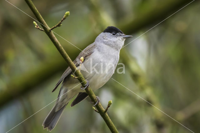 Blackcap (Sylvia atricapilla)